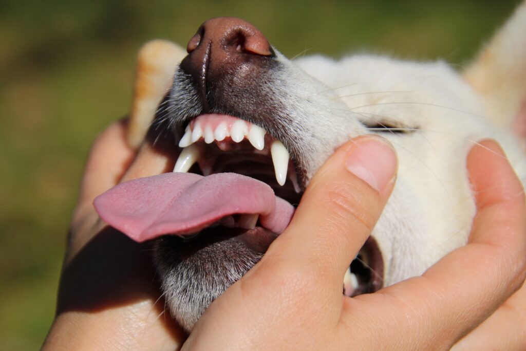 大きく口を開けている柴犬