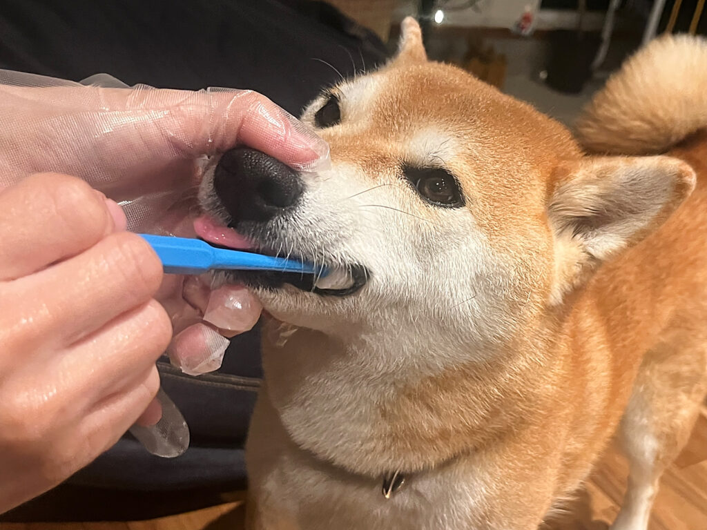 歯磨きをされている柴犬