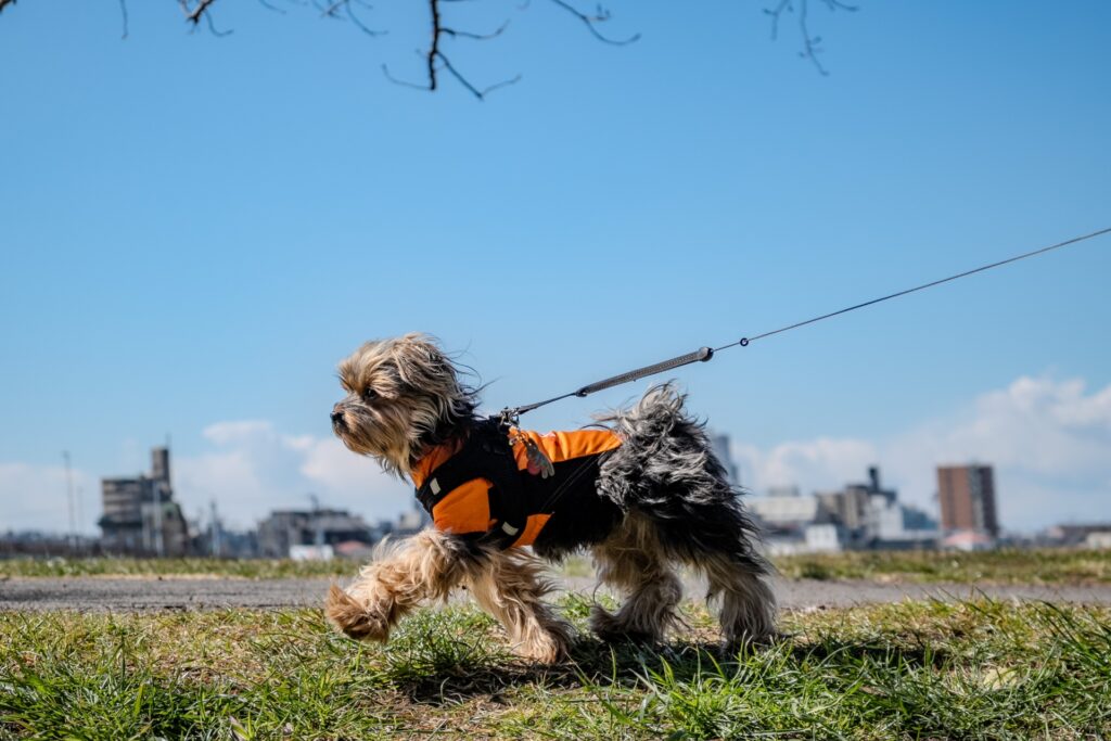 散歩している小型犬